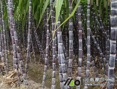 甘蔗追施壯尾肥 甘蔗追施壯尾肥