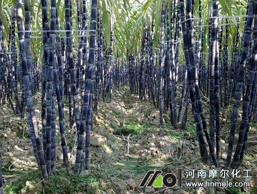 五月甘蔗追肥技術 五月甘蔗追肥技術