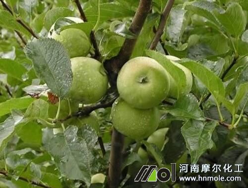 盛果期蘋果樹用肥 盛果期蘋果樹用肥