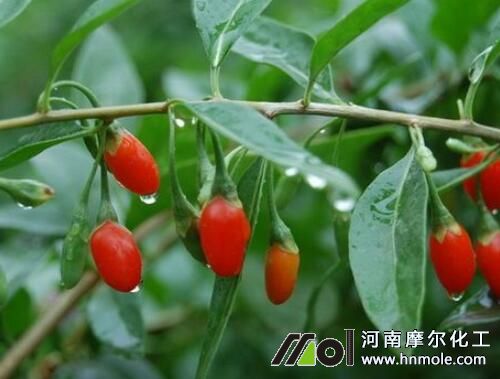 枸杞樹結果期用肥 枸杞樹結果期用肥