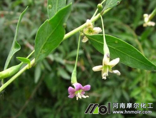 枸杞樹開花前期用肥 枸杞樹開花前期用肥