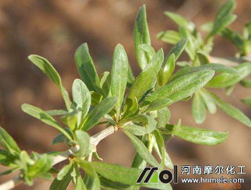 枸杞樹發芽期用肥 枸杞樹發芽期用肥