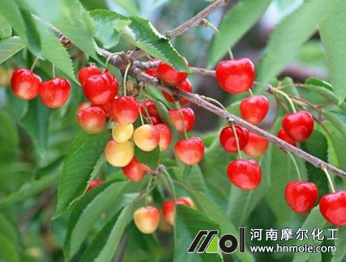 櫻桃幼果期施肥 櫻桃幼果期施肥