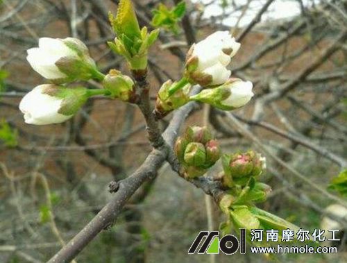 櫻桃花前期施肥 櫻桃花前期施肥