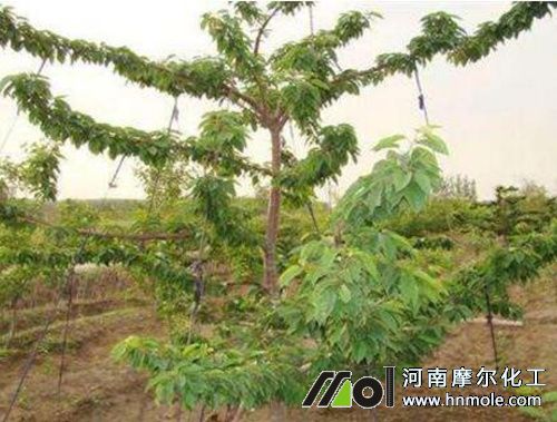 櫻桃采摘后施肥 櫻桃采摘后施肥