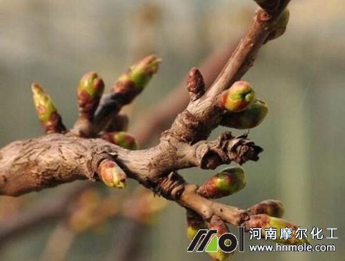 櫻桃萌芽期施肥 櫻桃萌芽期施肥