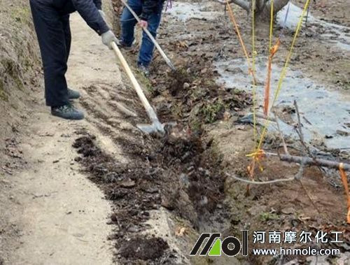 櫻桃樹施肥 櫻桃樹施肥