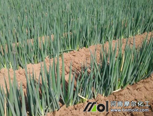 長白蔥需肥特點 長白蔥需肥特點