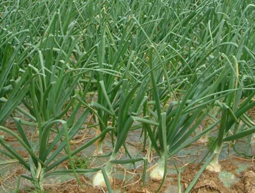 洋蔥的需肥特性 洋蔥的需肥特性