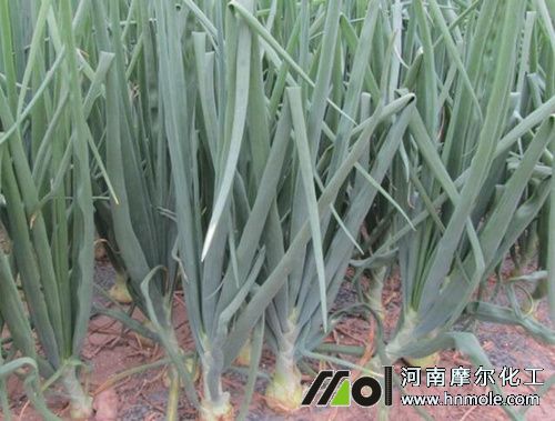 洋蔥如何施肥 洋蔥如何施肥