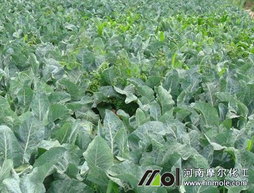 西蘭花怎么施肥 西蘭花怎么施肥