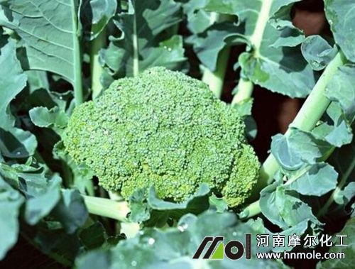 西蘭花需肥特點 西蘭花需肥特點