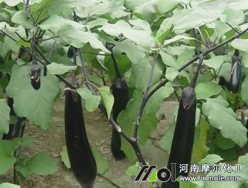 茄子需肥特點 茄子需肥特點