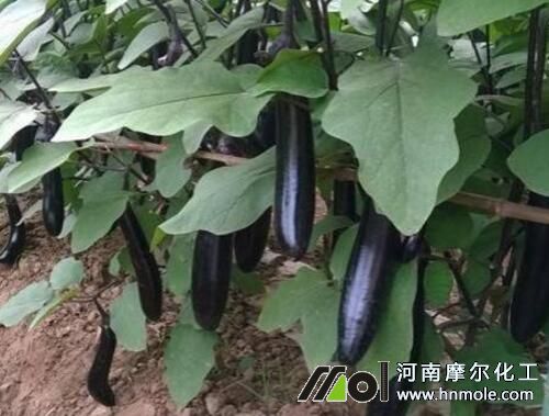 茄子水溶肥用法用量 茄子水溶肥用法用量