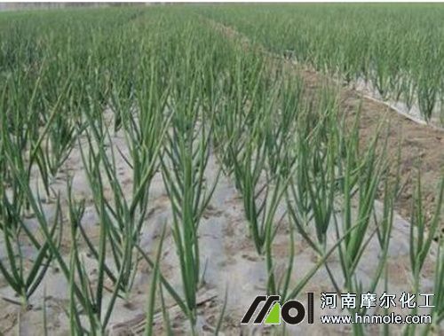 大蔥水溶肥用法 大蔥水溶肥用法