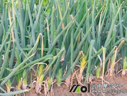 蔥用什么肥料 蔥用什么肥料