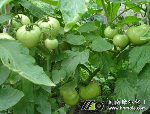 番茄果實膨期特點 番茄果實膨期特點