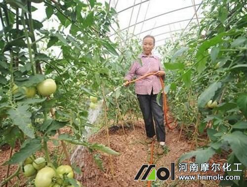 番茄果實膨大期施肥 番茄果實膨大期施肥