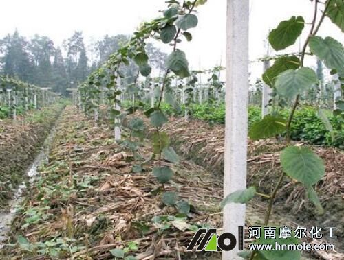 獼猴桃滴噴灌水溶肥選擇與使用 獼猴桃滴噴灌水溶肥選擇與使用