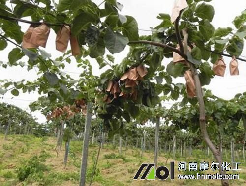 獼猴桃水溶肥施用指南 獼猴桃水溶肥施用指南