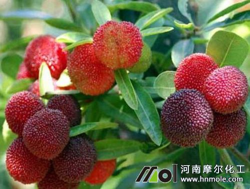 楊梅需肥特性 楊梅需肥特性