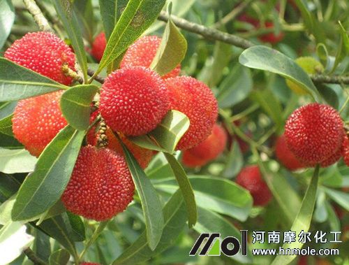 楊梅水溶肥施用指南 楊梅水溶肥施用指南