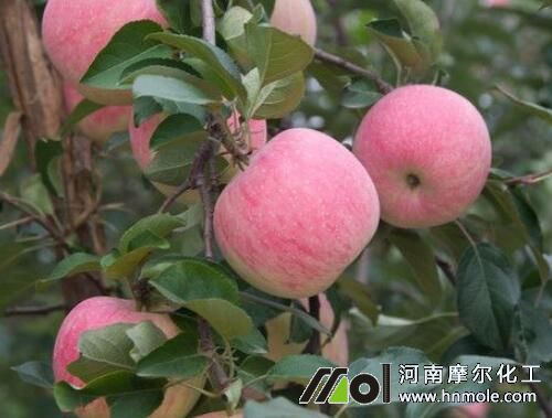 蘋(píng)果樹(shù)水溶肥施用指南 蘋(píng)果樹(shù)水溶肥施用指南