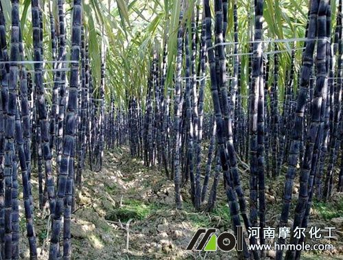 甘蔗需肥特點規律 甘蔗需肥特點規律
