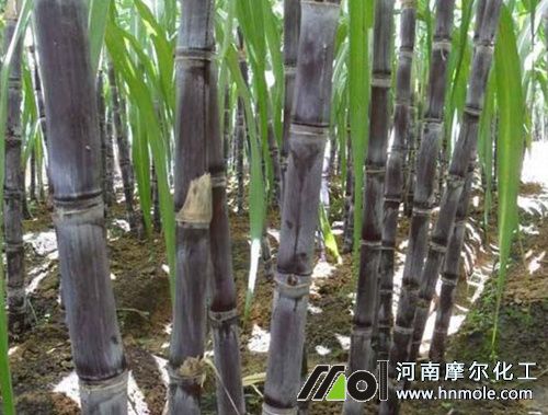 甘蔗又粗又長施肥方法 甘蔗又粗又長施肥方法