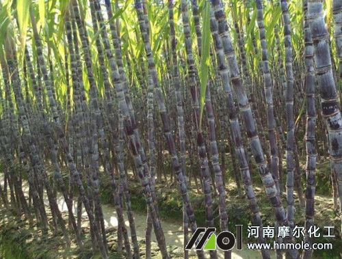 甘蔗水溶肥用法用量 甘蔗水溶肥用法用量
