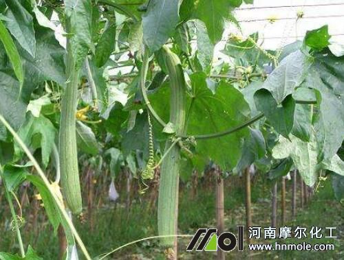 絲瓜怎樣長得快 絲瓜怎樣長得快