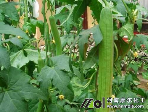 絲瓜澆水溶肥施用指南 絲瓜澆水溶肥施用指南