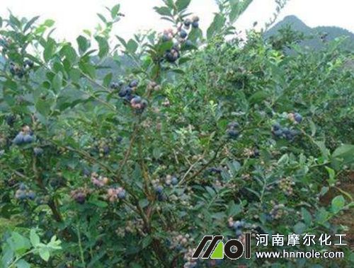 高叢藍莓追施水溶肥 高叢藍莓追施水溶肥