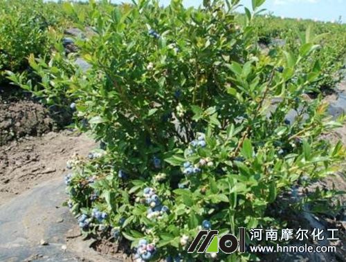 矮叢藍莓追施水溶肥 矮叢藍莓追施水溶肥