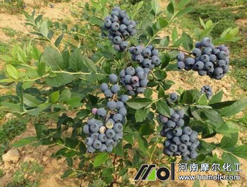 藍莓種植需什么肥 藍莓種植需什么肥
