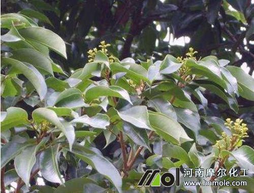 荔枝花前施水溶肥 荔枝花前施水溶肥