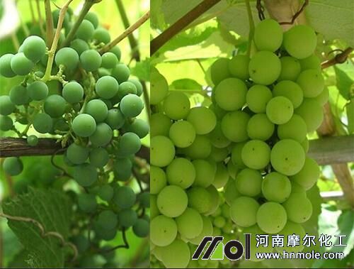 葡萄結(jié)果期施肥 葡萄結(jié)果期施肥