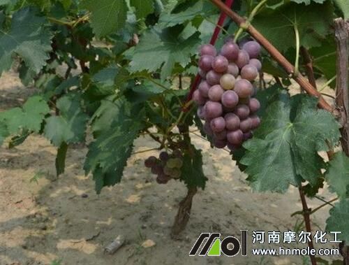 影響葡萄轉(zhuǎn)色的因素 影響葡萄轉(zhuǎn)色的因素