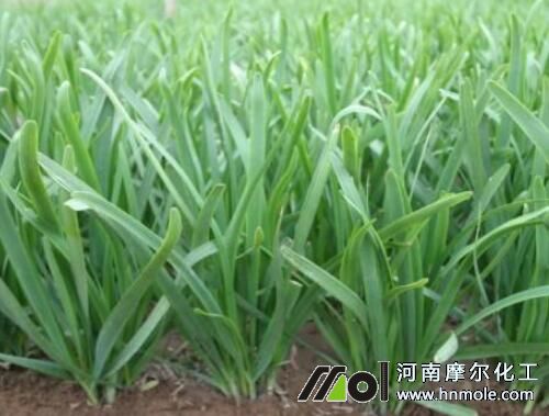 韭菜用什么肥料長(zhǎng)的粗壯 韭菜用什么肥料長(zhǎng)的粗壯