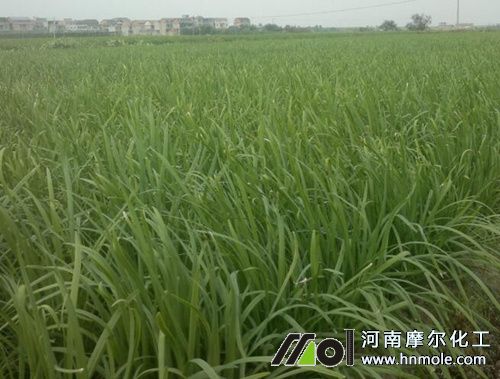 韭菜怎么施肥長(zhǎng)的旺 韭菜怎么施肥長(zhǎng)的旺