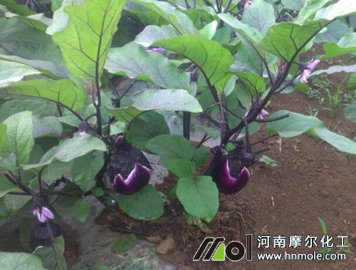 茄子上什么肥料 茄子上什么肥料