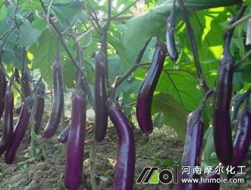 茄子水溶肥使用方法 茄子水溶肥使用方法