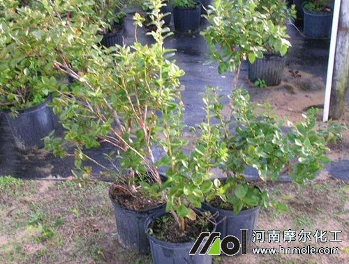 藍莓需肥特性 藍莓需肥特性