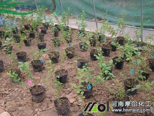 盆栽藍莓施肥時間 盆栽藍莓施肥時間