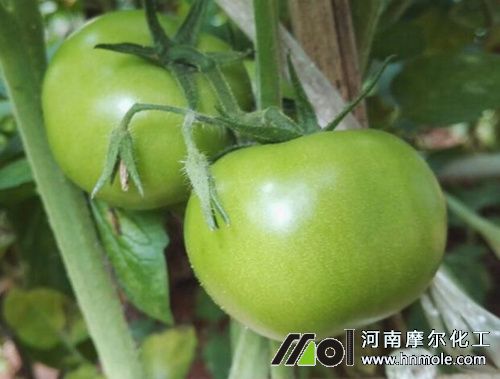 西紅柿坐果后施肥 西紅柿坐果后施肥