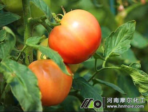 西紅柿水溶肥用法 西紅柿水溶肥用法