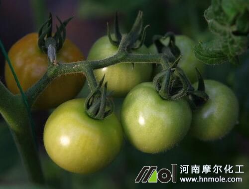 番茄上色方法 番茄上色方法