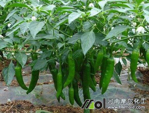 辣椒缺鈣預防措施 辣椒缺鈣預防措施