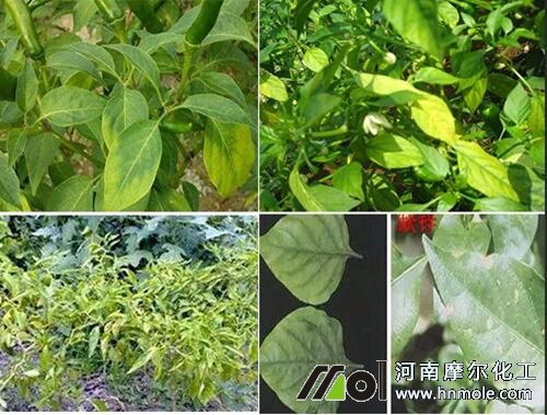 辣椒缺鎂癥狀 辣椒缺鎂癥狀