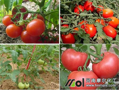 西紅柿需肥特點(diǎn) 西紅柿需肥特點(diǎn)